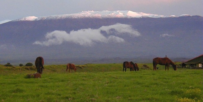 Horses grazing in a lush field with a snow-capped mountain in the background.